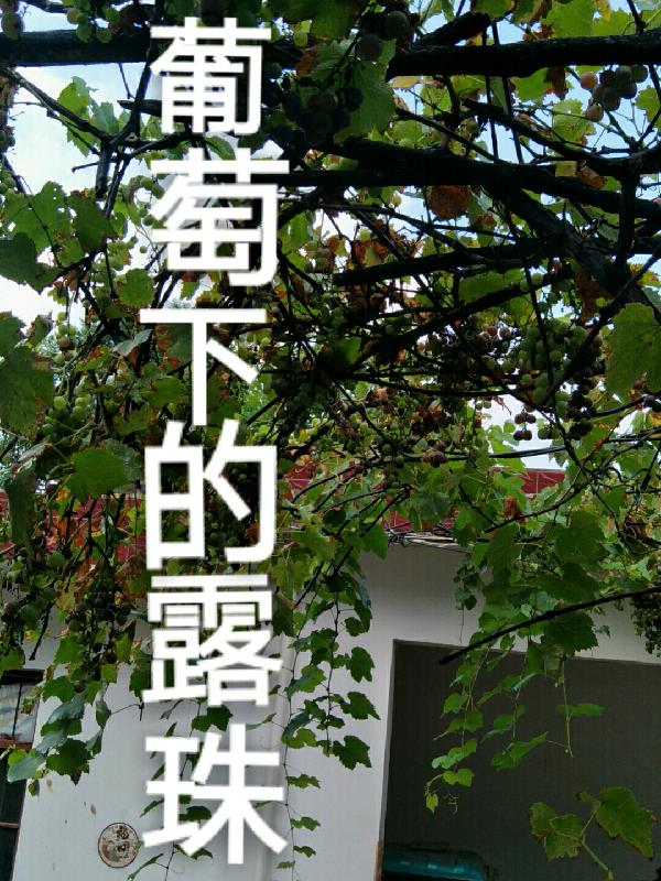 葡萄下的露珠全文阅读